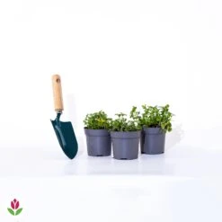 3 Bidens Jaunes -France Fournitures De Jardin Soldes 2024 020588 wil qlp 101104 4 1706535322940