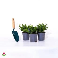 3 Marguerites Du Cap Pourpres 9 3 Marguerites Du Cap Pourpres -France Fournitures De Jardin Soldes 2024 020596 wil qlp 101109 5 1706535450679