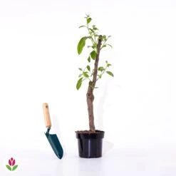 Mini Pommier Golden Yellow Spur 7 Mini Pommier Golden Yellow Spur -France Fournitures De Jardin Soldes 2024 020605 wil qlp 101114 4 1706535532071