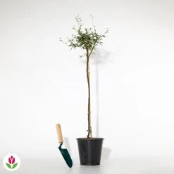 Calliandra Surinamensis Pink Powder Puff Sur Tige 9 Calliandra Surinamensis Pink Powder Puff Sur Tige -France Fournitures De Jardin Soldes 2024 021216 wil qlh 104017 3 1706626889075