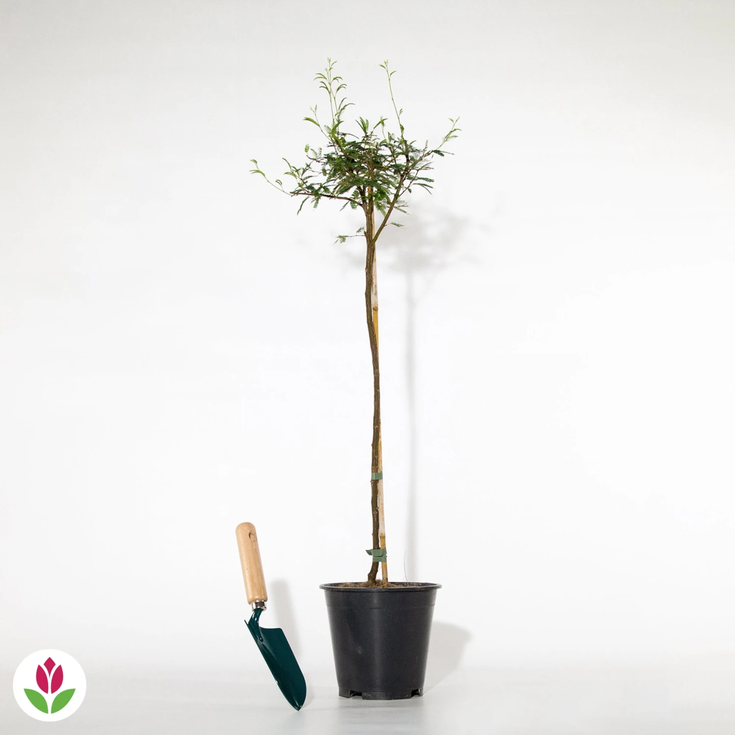 Calliandra Surinamensis Pink Powder Puff Sur Tige 6 Calliandra Surinamensis Pink Powder Puff Sur Tige – Image 4