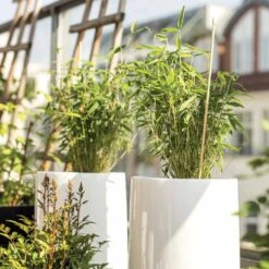 Collection De 3 Arbustes Pour Terrasse Et Jardin Japonais -France Fournitures De Jardin Soldes 2024 023423 3 1705477906966