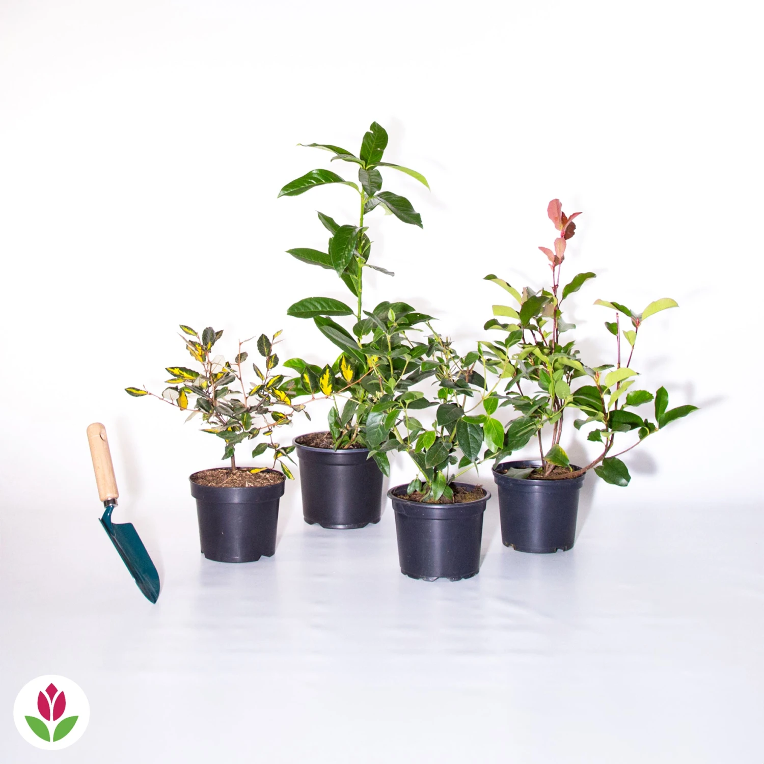 Collection Haie Persistante - 4 Arbustes 8 Collection Haie Persistante - 4 Arbustes – Image 6