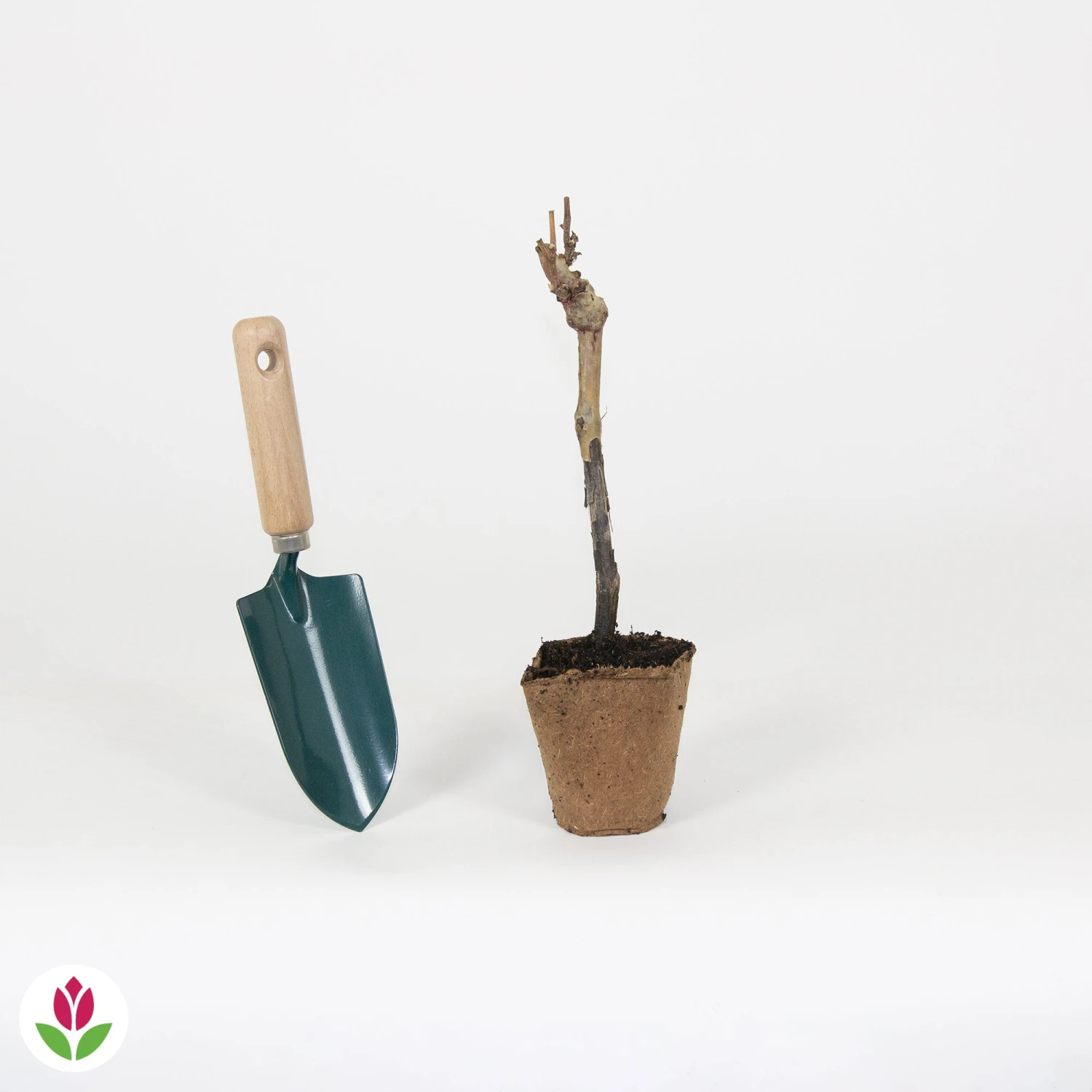 Vigne Merlot 5 Vigne Merlot – Image 3