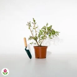 Callistemon Hot Pink - Rince-bouteille Rose 11 Callistemon Hot Pink - Rince-bouteille Rose -France Fournitures De Jardin Soldes 2024 023883 wil qlh 023883 1 1705313691148