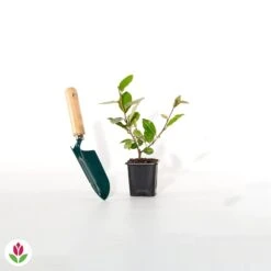 Eleagnus 15 Eleagnus -France Fournitures De Jardin Soldes 2024 023999 wil qlh 023999 1 1705586741852