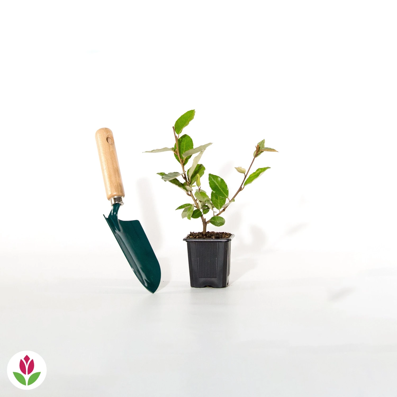 Eleagnus 9 Eleagnus – Image 7