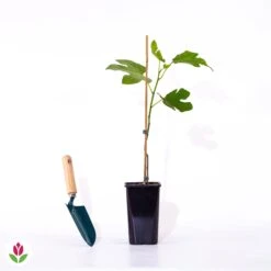 Figuier Brown Turkey 11 Figuier Brown Turkey -France Fournitures De Jardin Soldes 2024 027877 wil qlp 027877 1 1705672075208