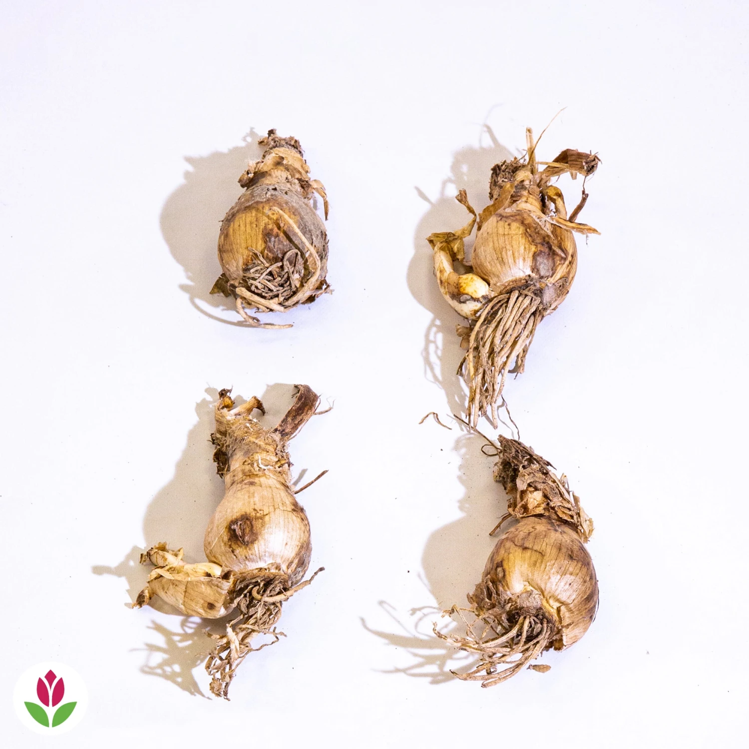 4 Amarines Belladiva Aphrodite 4 4 Amarines Belladiva Aphrodite – Image 2