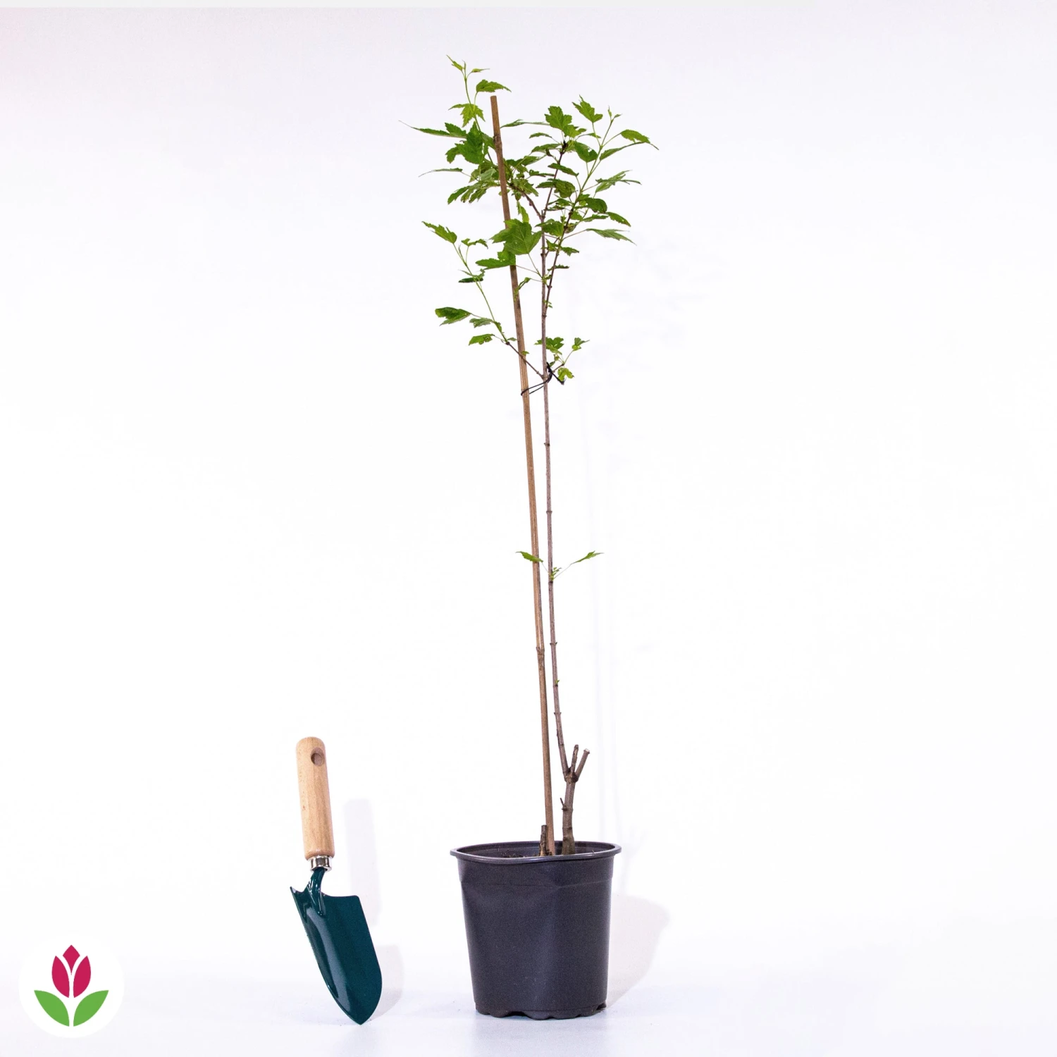 Erable Du Fleuve Amour 7 Erable Du Fleuve Amour – Image 6