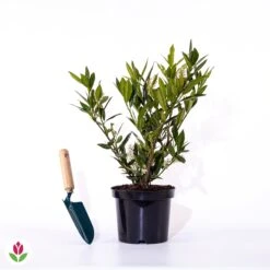 Laurier-Cerise Laurier Palme Otto Luyken -France Fournitures De Jardin Soldes 2024 028327 wil qlz 111108 3 1706695605047