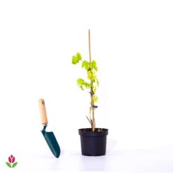 Houblon Doré -France Fournitures De Jardin Soldes 2024 028360 wil qlp 102320 35jpg 1709721048867