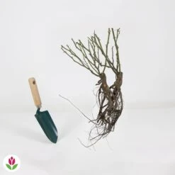 Rosier à Massif The Fairy 11 Rosier à Massif The Fairy -France Fournitures De Jardin Soldes 2024 029337 wil QLZ 029337 1 1706710879907