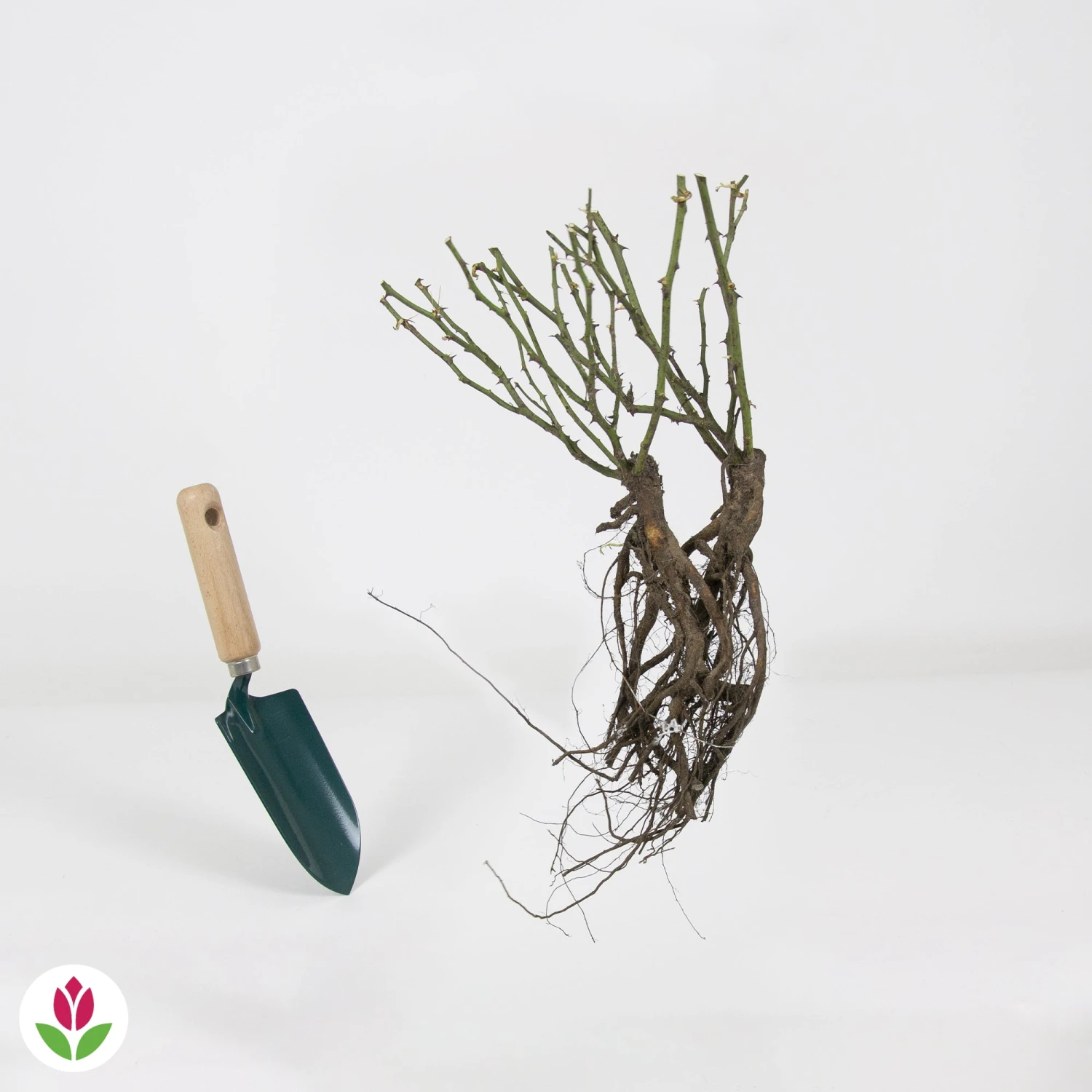 Rosier à Massif The Fairy 7 Rosier à Massif The Fairy – Image 5