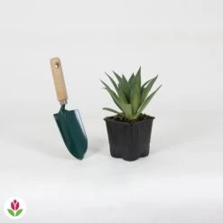 Mangave Lavender Lady  -France Fournitures De Jardin Soldes 2024 030501 wil QLZ 030501 1 1704790905447