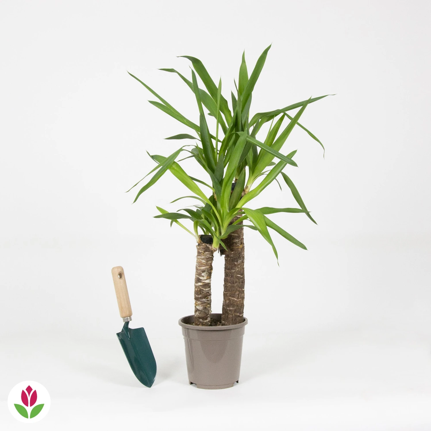 Yucca Elephantipes 5 Yucca Elephantipes – Image 3