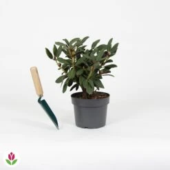 Rhododendron Wine & Roses 9 Rhododendron Wine & Roses -France Fournitures De Jardin Soldes 2024 030760 wil QLZ 030760 1 1704726663134