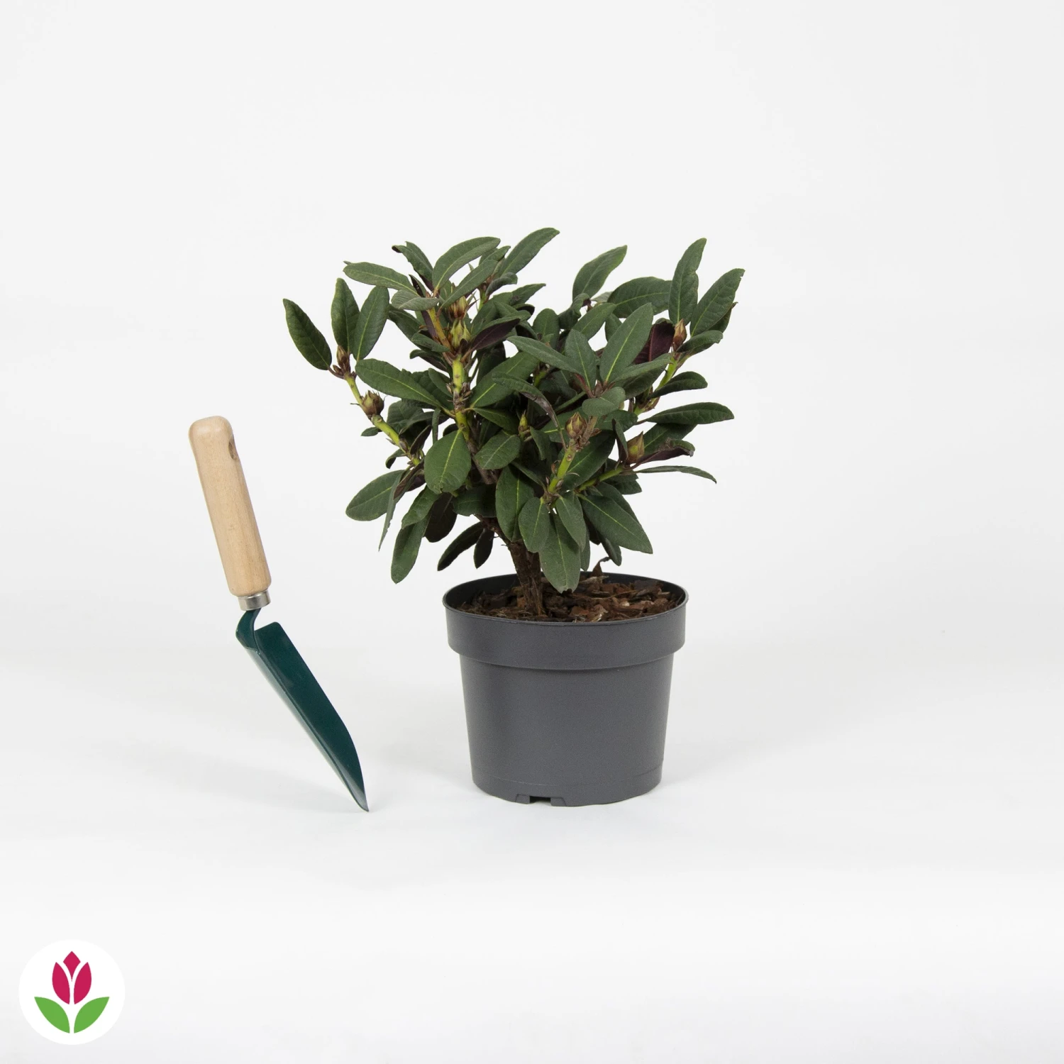 Rhododendron Wine & Roses 6 Rhododendron Wine & Roses – Image 4