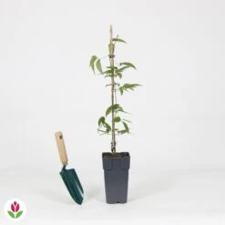 Clématite Montana Rubens -France Fournitures De Jardin Soldes 2024 030780 wil QLA 030780 1 1704725158518