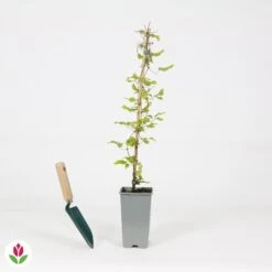 Clématite Olympia -France Fournitures De Jardin Soldes 2024 030784 wil QLA 030784 1 1704723234579