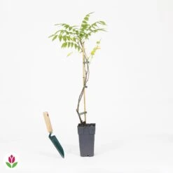 Glycine De Chine Prolific 9 Glycine De Chine Prolific -France Fournitures De Jardin Soldes 2024 030794 wil QLA 030794 1 1704723398619