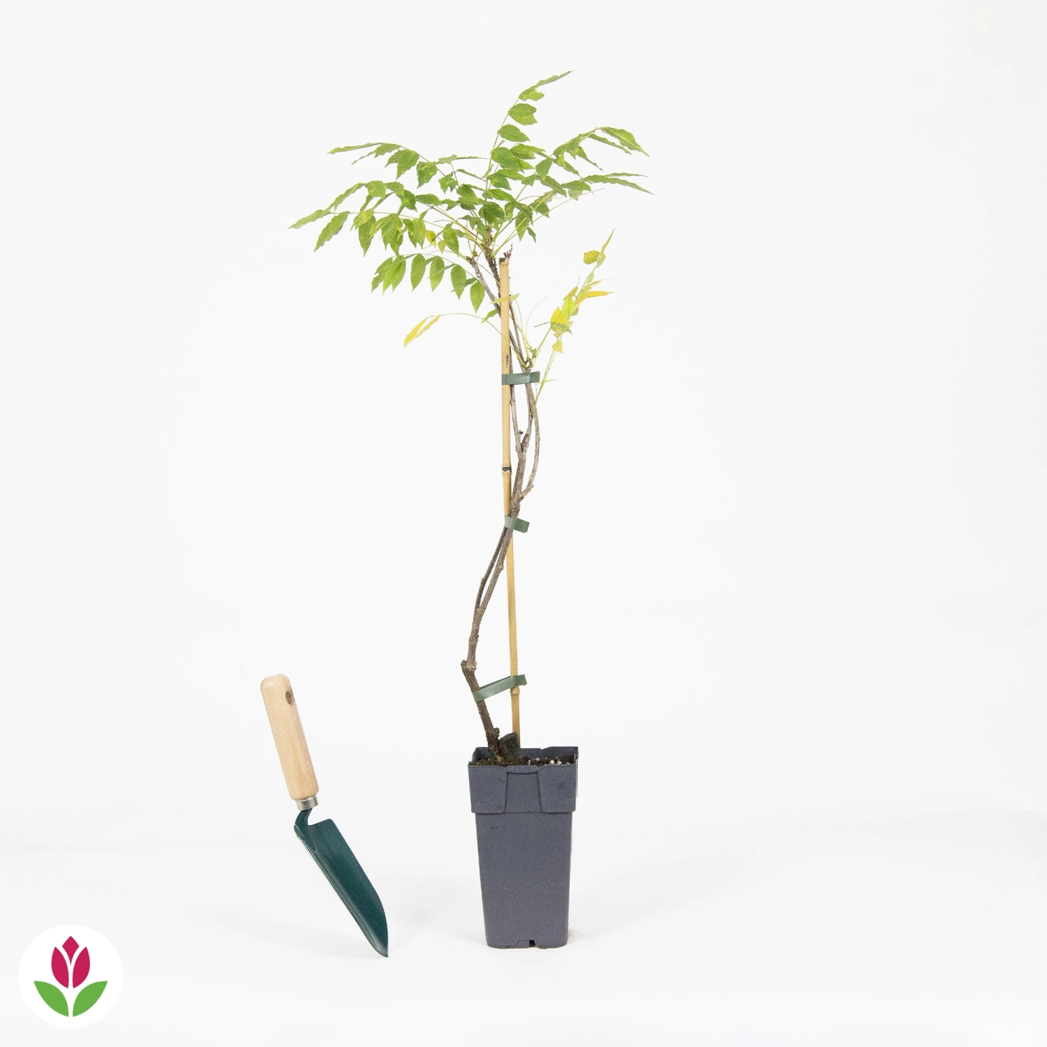 Glycine De Chine Prolific 6 Glycine De Chine Prolific – Image 4