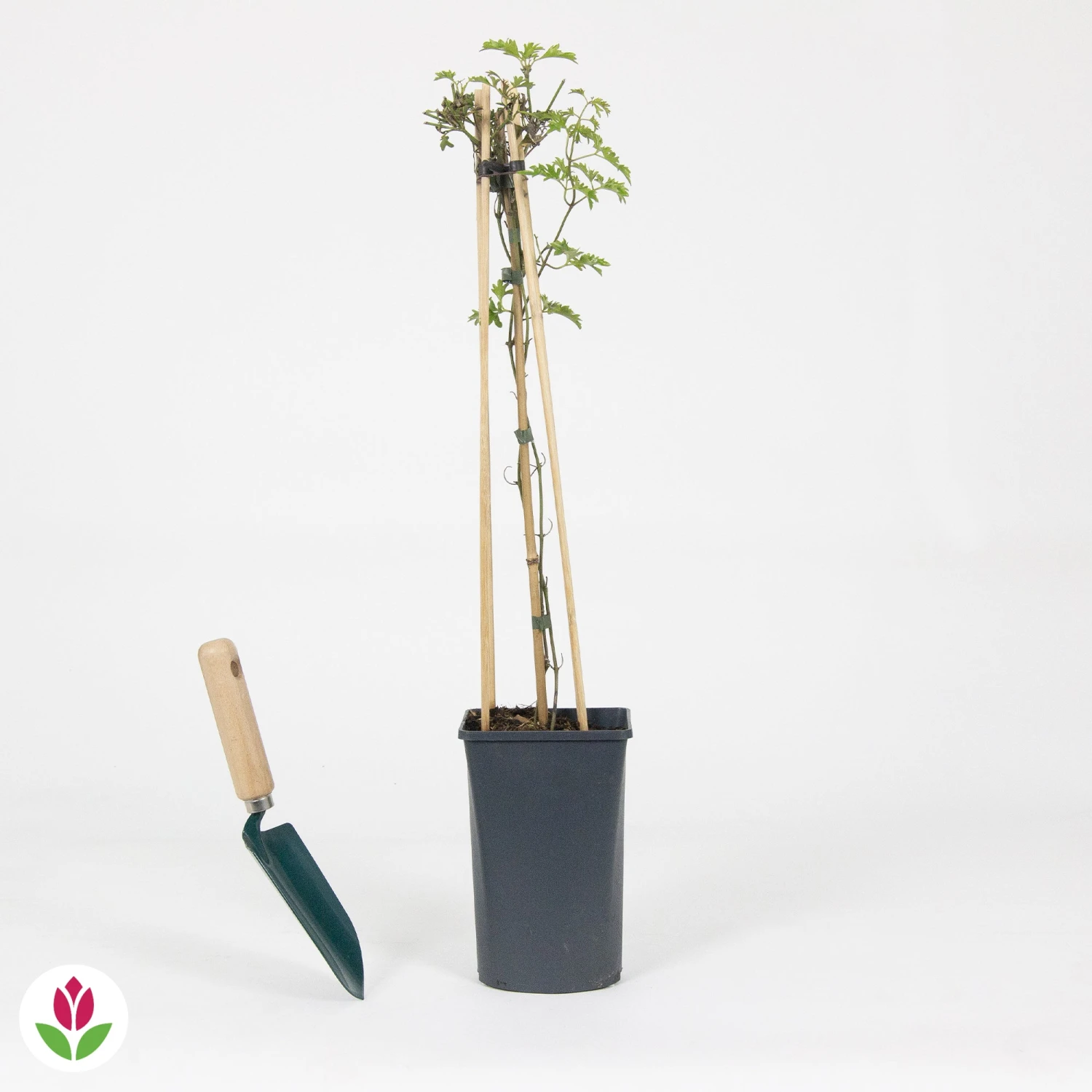 Clématite Avalanche 6 Clématite Avalanche – Image 4