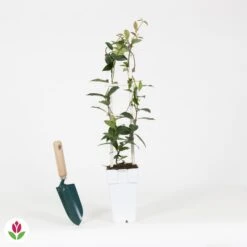 Jasmin étoilé Star Of Venice -France Fournitures De Jardin Soldes 2024 030800 wil QLH 030800 1 1709717524925