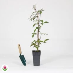 Clématite Nelly Moser 9 Clématite Nelly Moser -France Fournitures De Jardin Soldes 2024 030805 wil QLA 030805 1 1704725448637