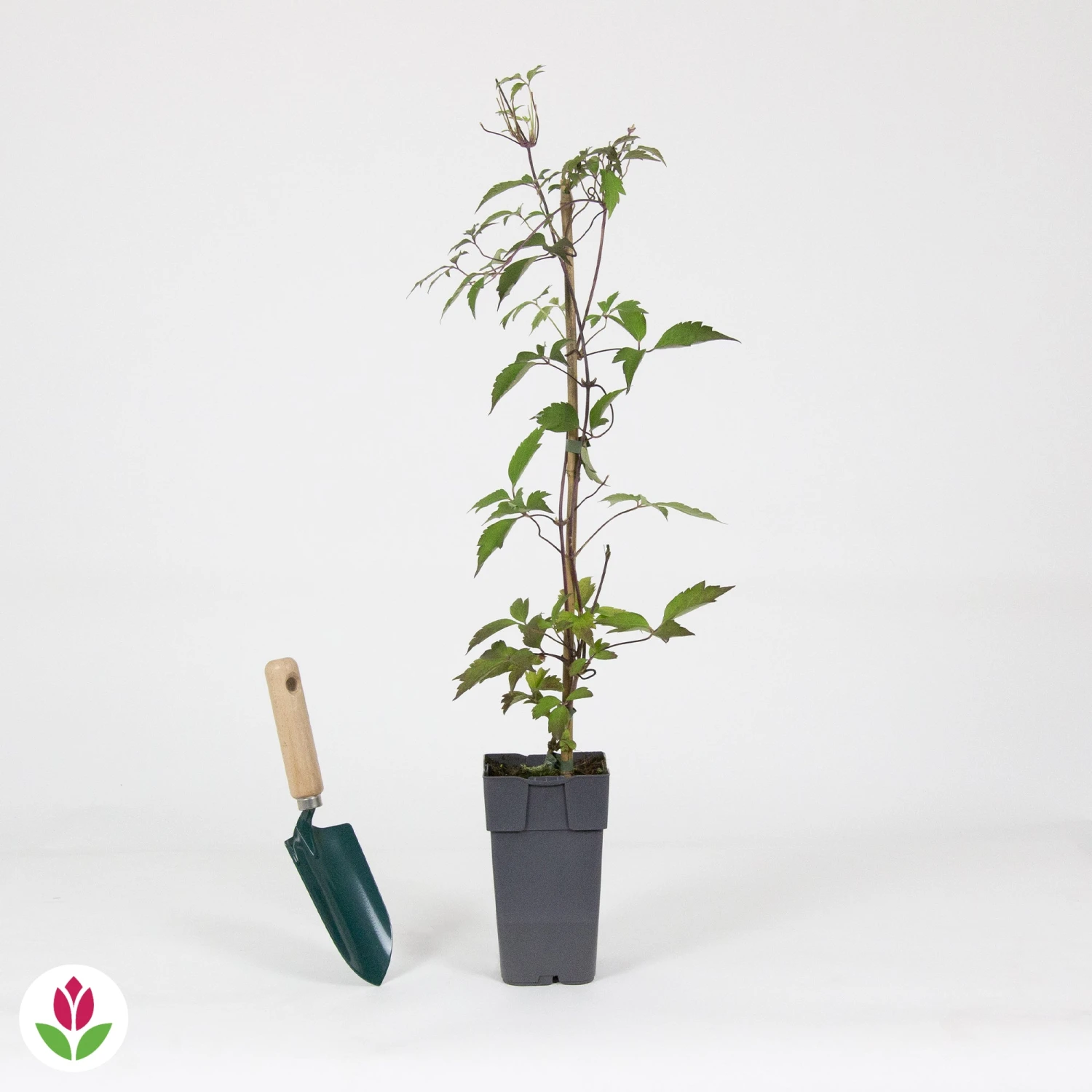 Clématite Nelly Moser 6 Clématite Nelly Moser – Image 4