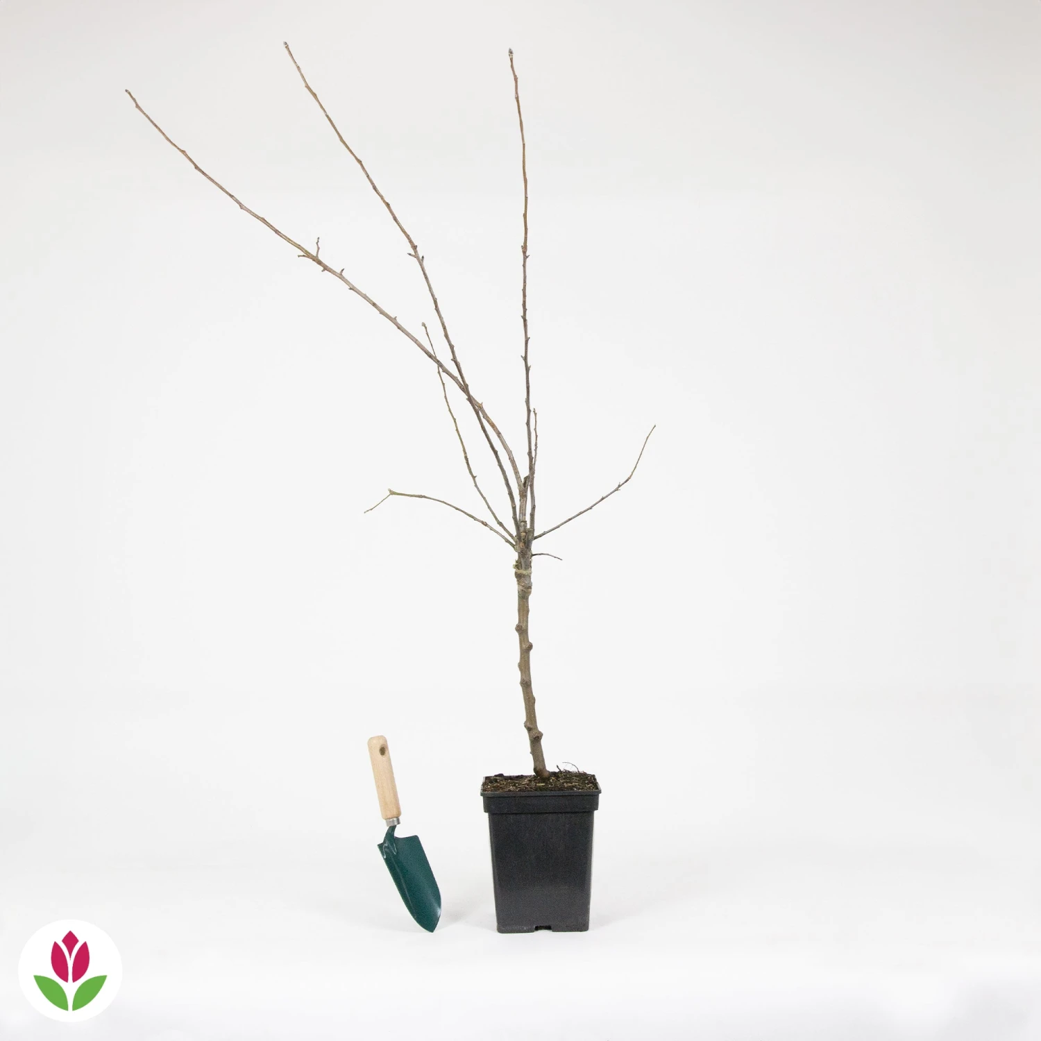 Pommier Sur Tige 3 Variétés En 1 6 Pommier Sur Tige 3 Variétés En 1 – Image 4