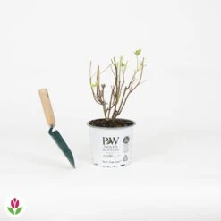 Hortensia Strong Annabelle -France Fournitures De Jardin Soldes 2024 030817 wil QLH 030817 1 1704726436532