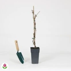 Vigne Vierge Engelmannii 7 Vigne Vierge Engelmannii -France Fournitures De Jardin Soldes 2024 030818 wil QLH 030818 1 1704726546860