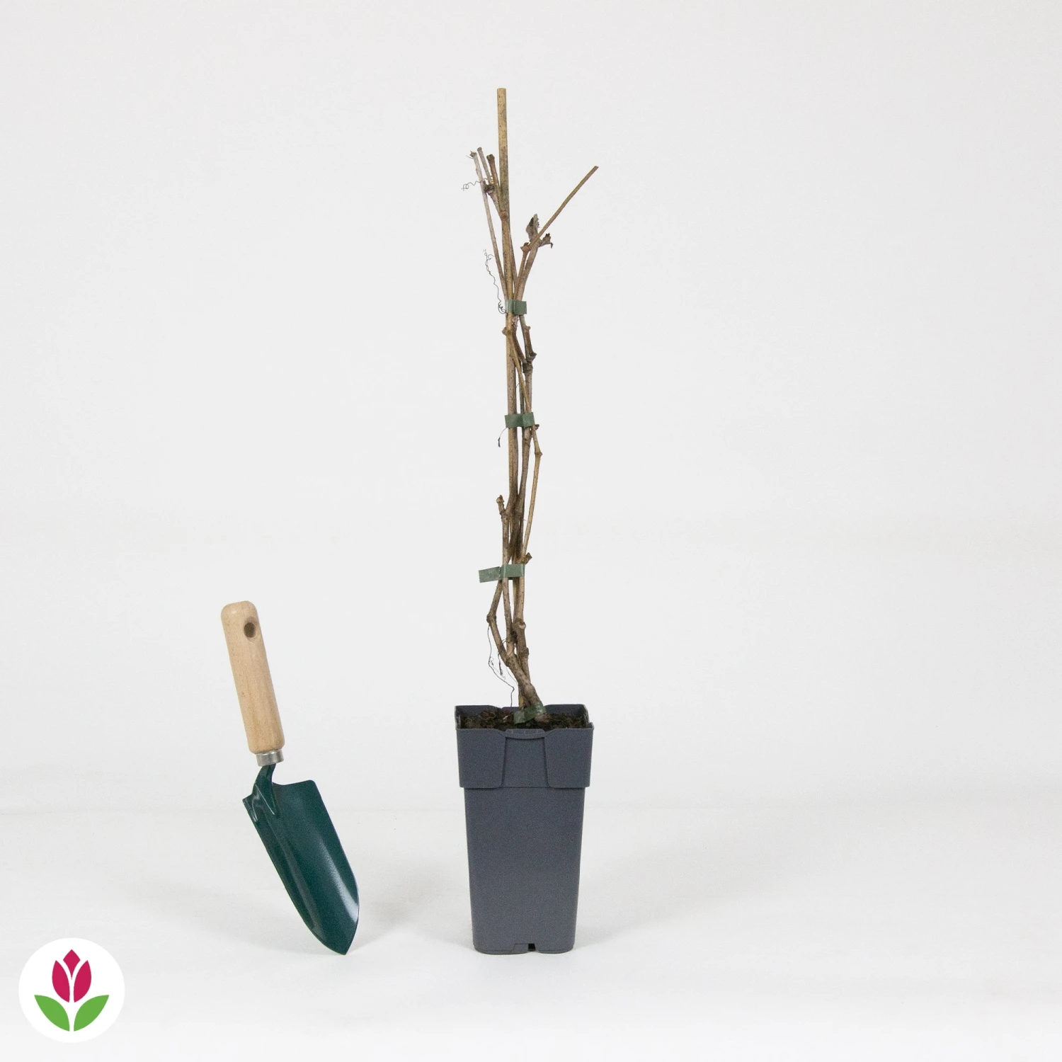 Vigne Vierge Engelmannii 5 Vigne Vierge Engelmannii – Image 3