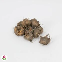 Gazebo Parts Direct Sales Store -France Fournitures De Jardin Soldes 2024 030830 wil QLZ 030830 1 1707227529947