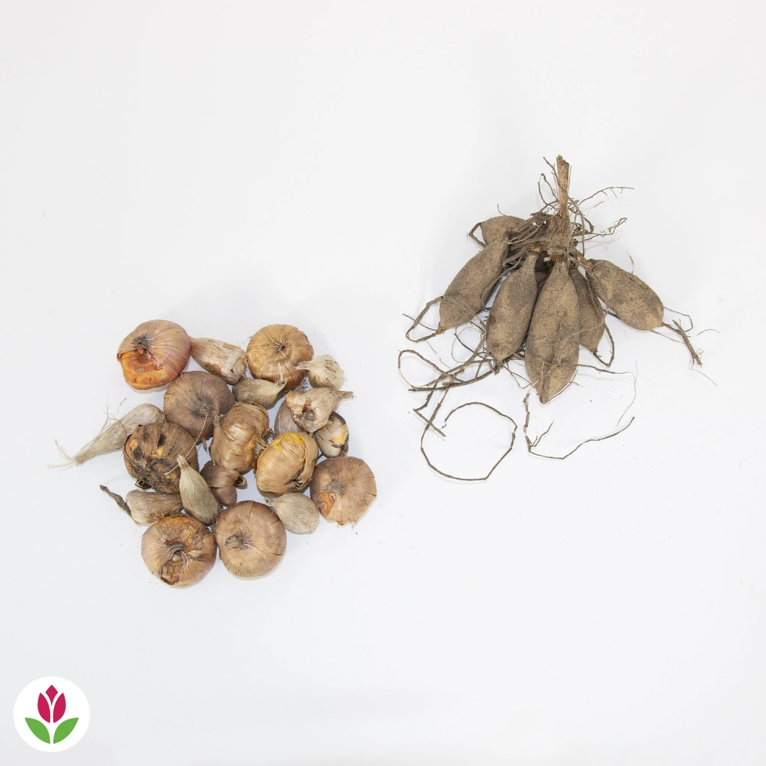 20 Bulbes De Fleurs The Purple Bag En Mélange 5 20 Bulbes De Fleurs The Purple Bag En Mélange – Image 3