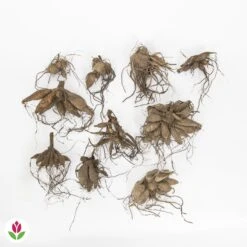 Gazebo Parts Direct Sales Store -France Fournitures De Jardin Soldes 2024 030872 wil QLZ 030872 1 1709716505580