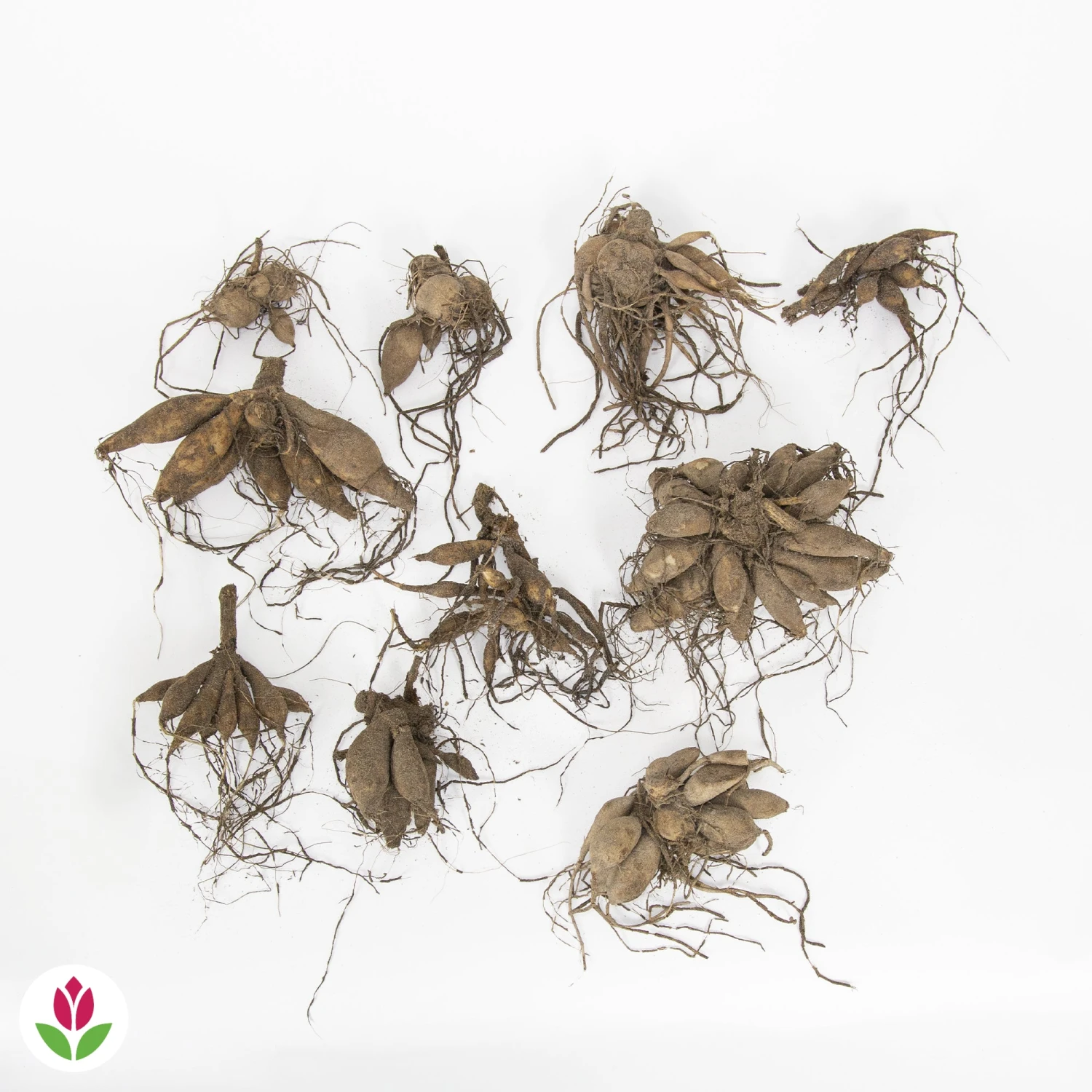 10 Dahlias The Ten En Mélange 4 10 Dahlias The Ten En Mélange – Image 2