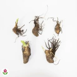 5 Iris Des Jardins Magic Melange En Mélange 11 5 Iris Des Jardins Magic Melange En Mélange -France Fournitures De Jardin Soldes 2024 030893 wil QLZ 030893 1 1707229112713