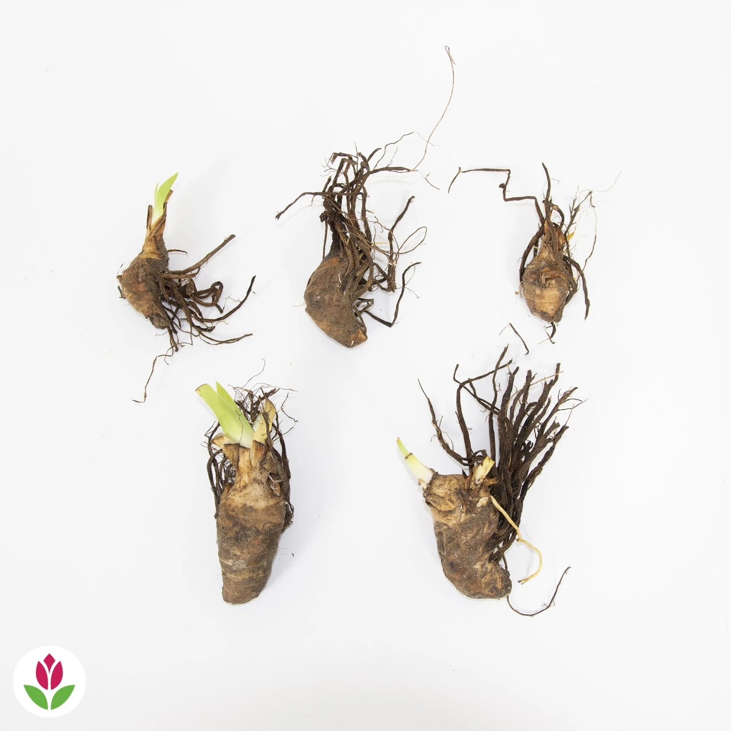 5 Iris Des Jardins Magic Melange En Mélange 7 5 Iris Des Jardins Magic Melange En Mélange – Image 5