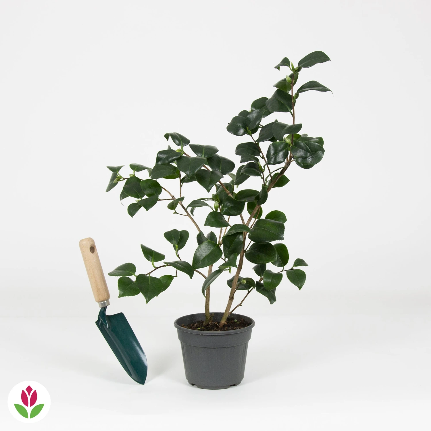 Camélia Du Japon Black Lace 6 Camélia Du Japon Black Lace – Image 4