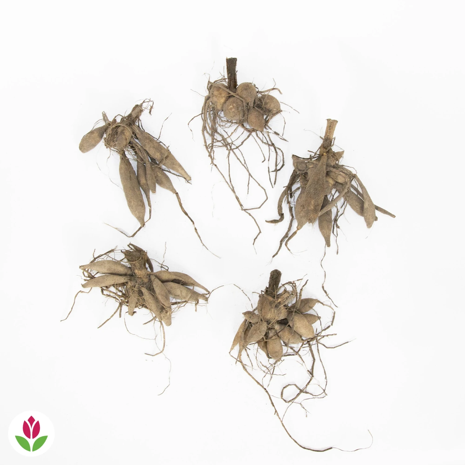 5 Dahlias à Grandes Fleurs Mammoth En Mélange 4 5 Dahlias à Grandes Fleurs Mammoth En Mélange – Image 2