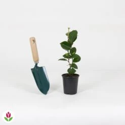 Camélia Du Japon Bonomiana -France Fournitures De Jardin Soldes 2024 030912 wil QLZ 030912 1 1704793818909