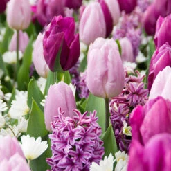 25 Bulbes De Fleurs Royal Purple En Mélange -France Fournitures De Jardin Soldes 2024 031443 3 1706800095011