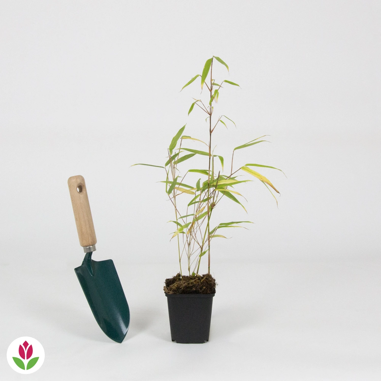 Bambou Fargesia Rufa Non-traçant 7 Bambou Fargesia Rufa Non-traçant – Image 5