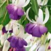3 Fuchsias Résistants Au Gel Blue Sarah -France Fournitures De Jardin Soldes 2024 100226 2 1699614519319