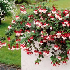 3 Fuchsias Retombants Swingtime -France Fournitures De Jardin Soldes 2024 100232 4