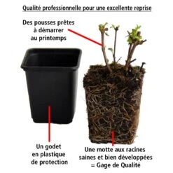 3 Fuchsias Retombants Swingtime -France Fournitures De Jardin Soldes 2024 100232 5