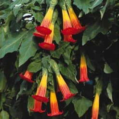 Brugmansia Rouge Et Or 9 Brugmansia Rouge Et Or -France Fournitures De Jardin Soldes 2024 100236 2 1700131000291