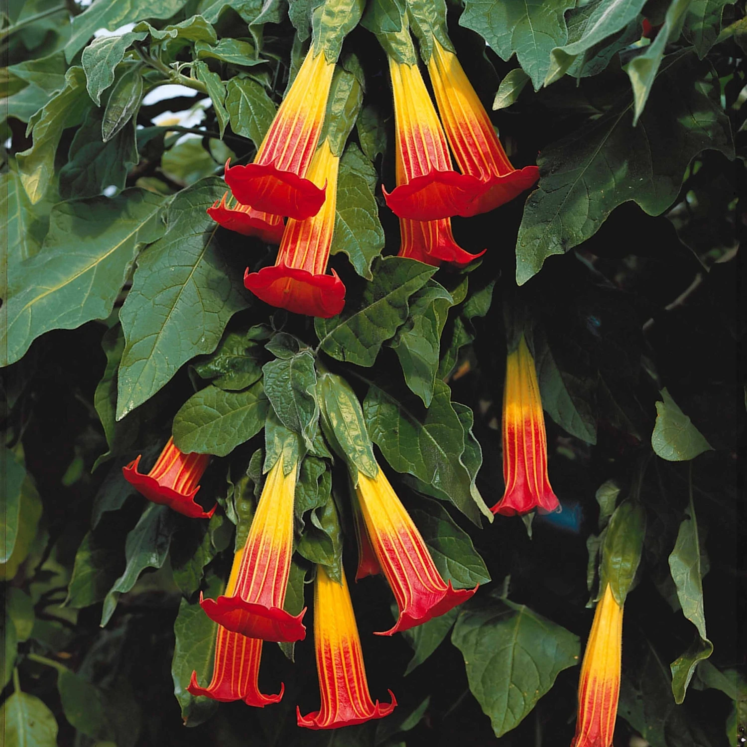 Brugmansia Rouge Et Or 6 Brugmansia Rouge Et Or – Image 4